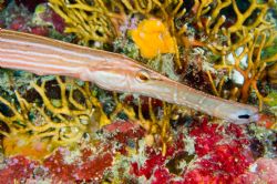 trumpetfish taken with d70 and 60mm by Tom Meyer 